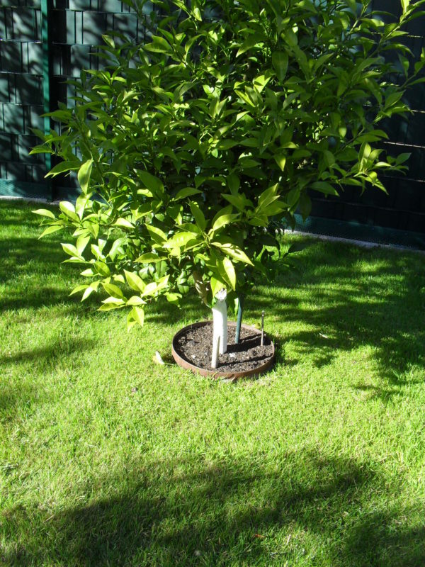 Baumring Cortenstahl im Garten